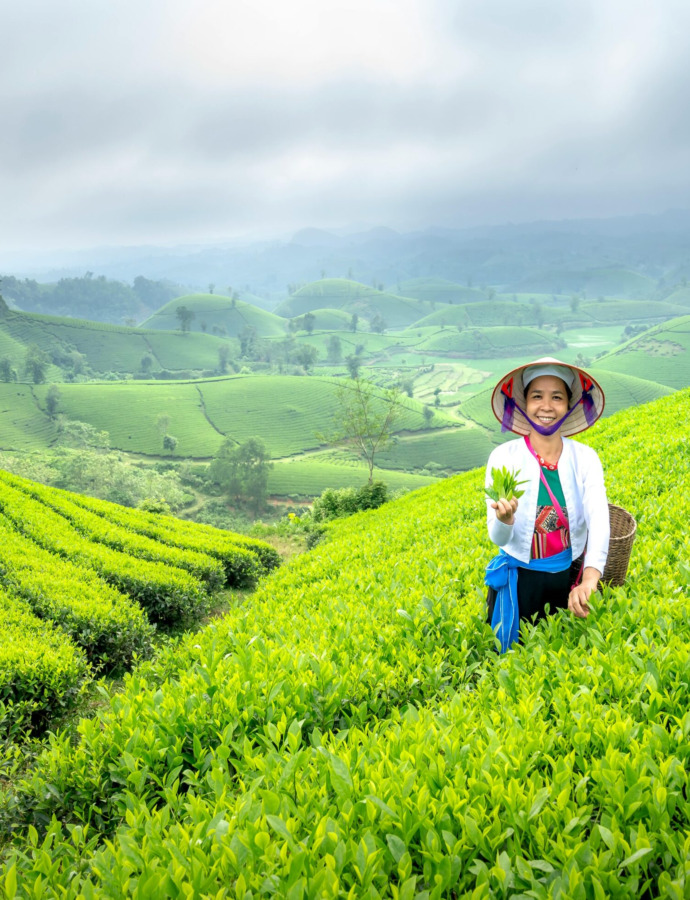 Astonishing Regions Where the Best Tea Leaves Are Grown