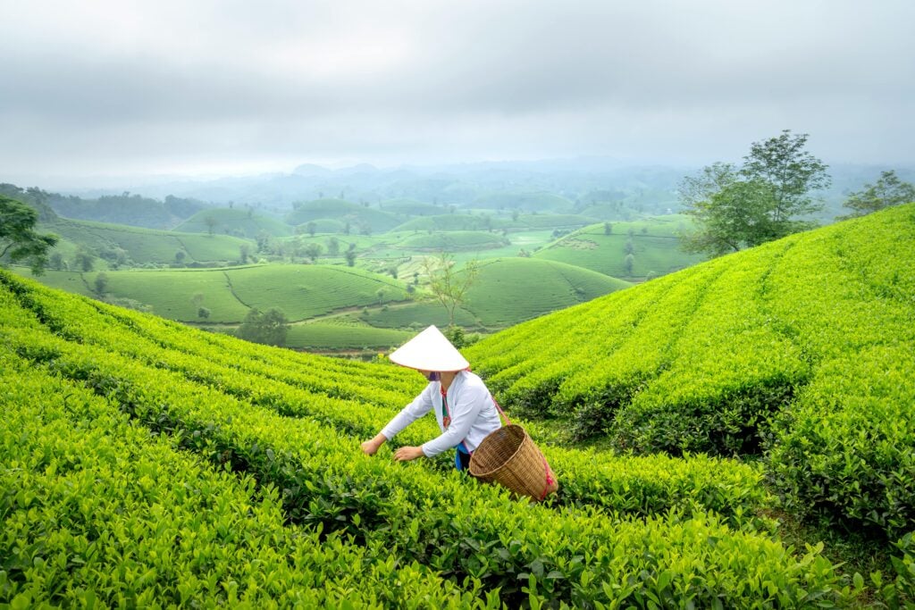 Sustainable tea garden with a tea farmer