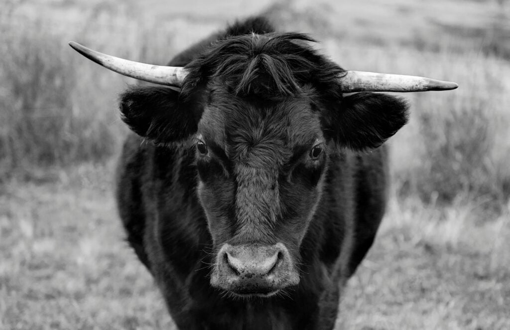 A black and white artistic photograph of an ox looking straight at the camera as an example of one of the Chinese Zodiac personalities.