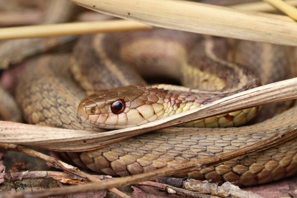 A closeup of a coiled light brown snake among light brown fronds and branches as an example of one of the Chinese Zodiac personalities.