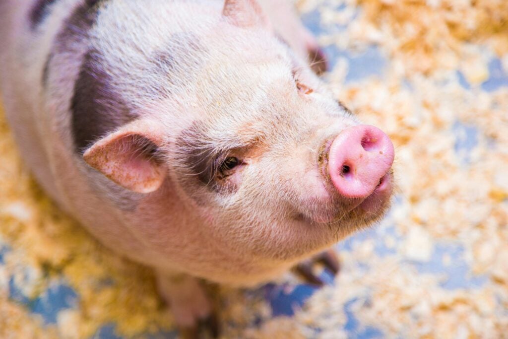 A cute pink pig with brown spots looking up and standing on blue and gold ground as an example of one of the Chinese Zodiac personalities.