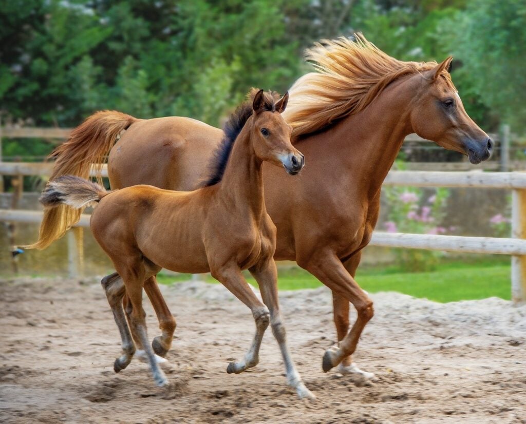 A light brown horse with her yearling trotting in front of green trees as an example of one of the Chinese Zodiac personalities.