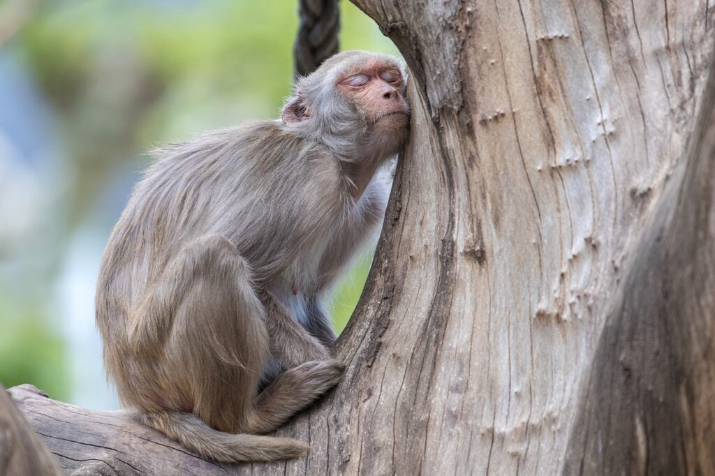 A light brown monkey with its eyes closed perched and resting on a light brown tree as an example of one of the Chinese Zodiac personalities.