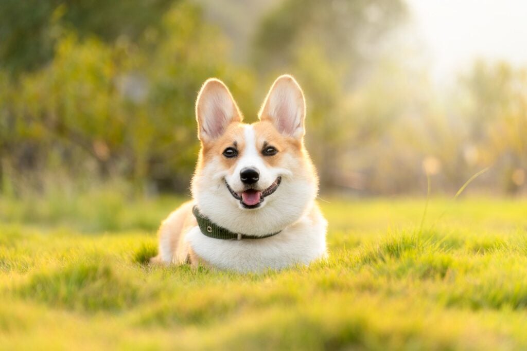 A smiling Corgi sitting in a grassy field with trees as an example of one of the Chinese Zodiac personalities.