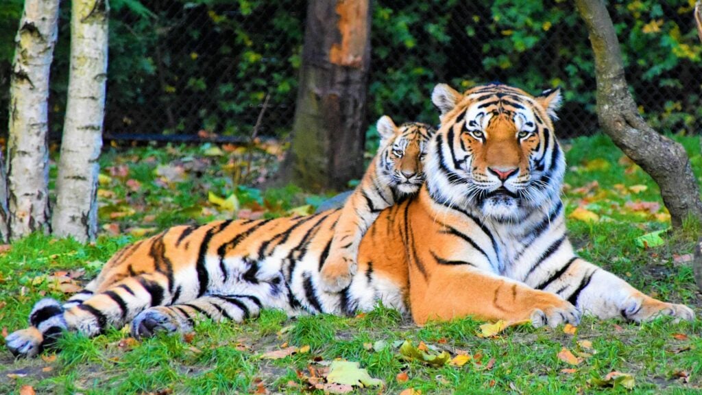 A tiger lounging in the grass in front of trees with a tiger cub on her back as an example of one of the Chinese Zodiac personalities.