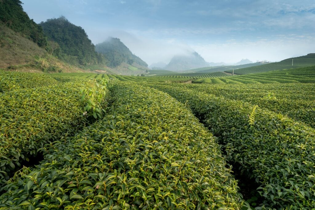A beautiful view of a tea plantation and misty mountains where the best loose-leaf green tea is harvested