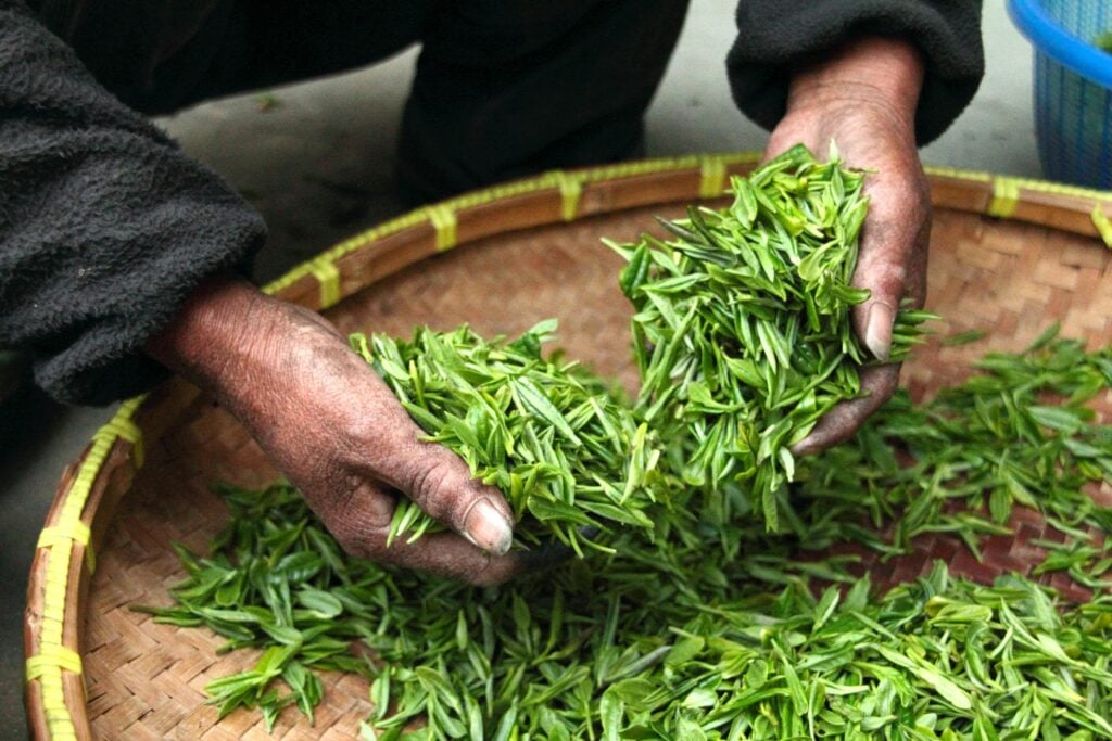 A tea farmer’s hands holding freshly harvested leaves from the best loose-leaf green tea