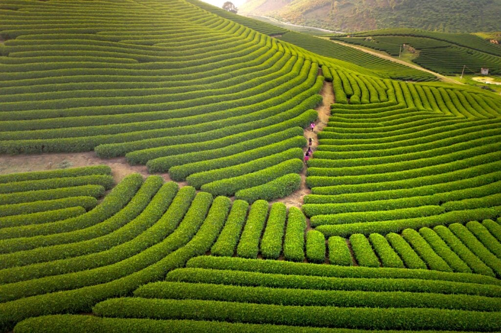 A bright and sunny overview of a large tea plantation with some of the best tea leaves.