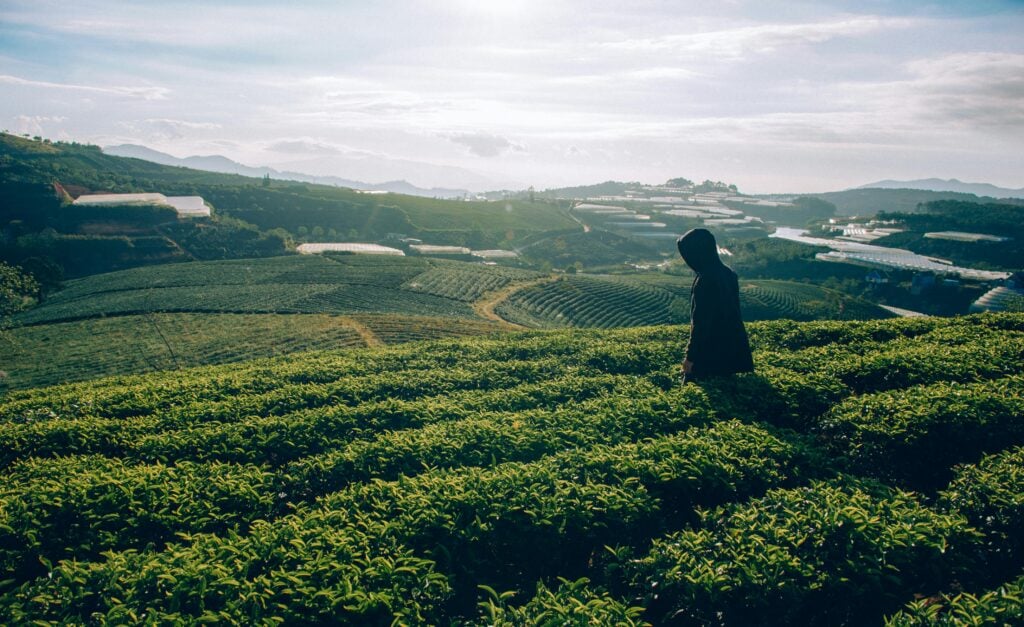 A hooded figure standing on a hillside of the best tea leaves in a tea plantation.