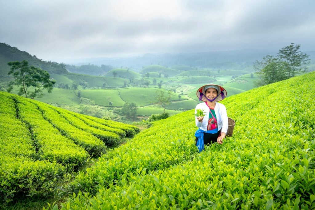 A smiling woman with a bamboo cone hat holding a bunch of the best tea leaves in her hand while standing in the middle of a large tea plantation field.