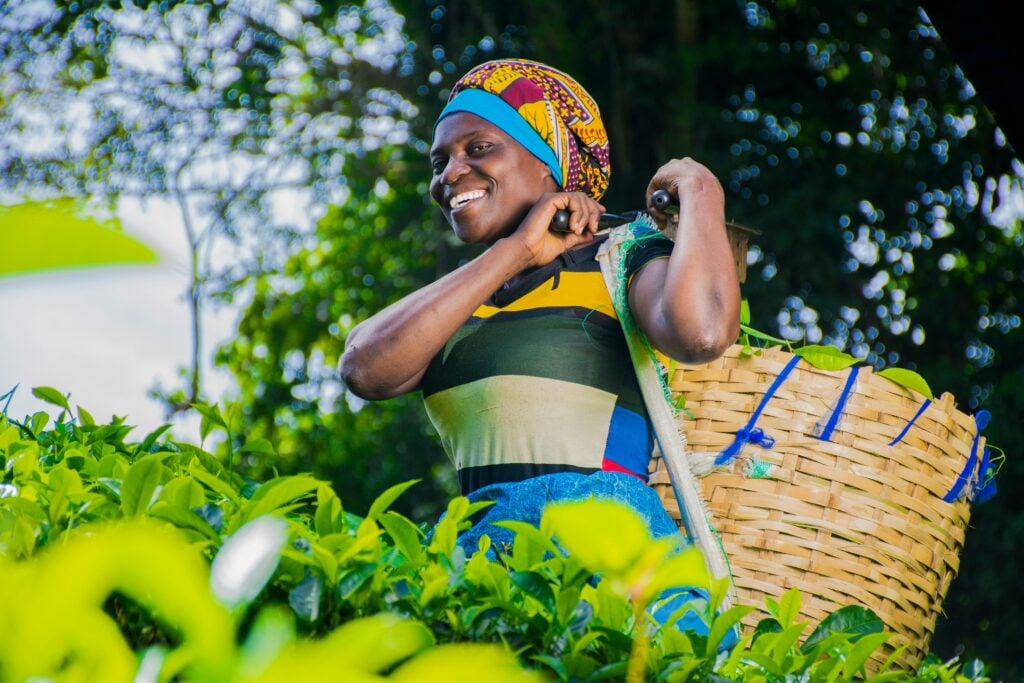 A smiling woman wearing a bright stripe shirt and head scarf with a tea basket on her back standing in a field of the best tea leaves.